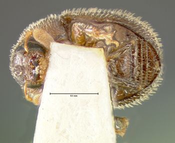 Media type: image;   Entomology 971 Aspect: habitus ventral view